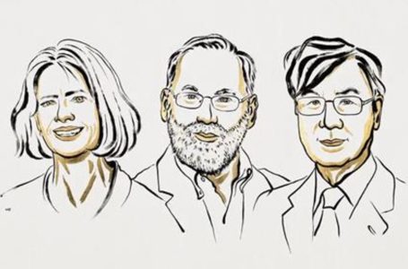Prémio Nobel da Fisiologia ou Medicina 2025: a chave para a tolerância imunitária