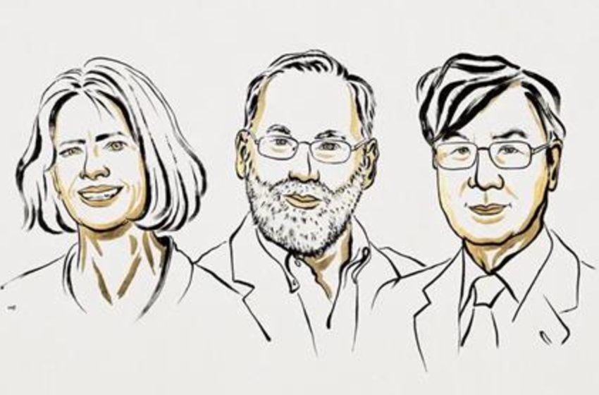 Prémio Nobel da Fisiologia ou Medicina 2025: a chave para a tolerância imunitária