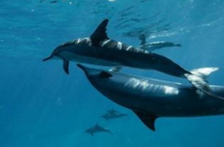 Oceanos ganham força e reforçam o seu papel na luta climática, na COP30