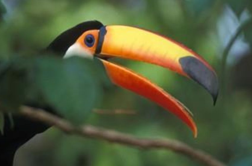  O Fundo “Floresta Tropical para Sempre”