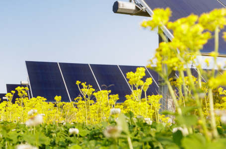 Parque Solar Fotovoltaico Sophia planeado para Portugal abre polémica