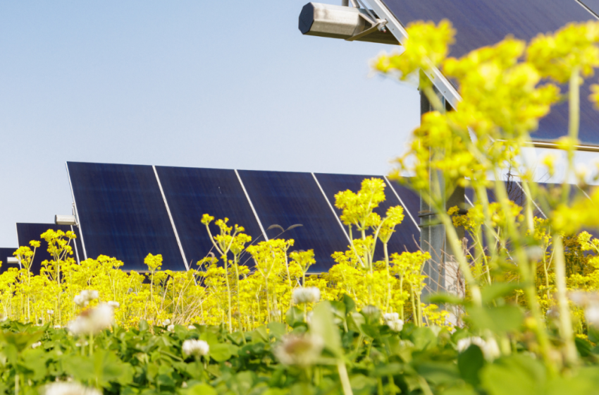  Parque Solar Fotovoltaico Sophia planeado para Portugal abre polémica