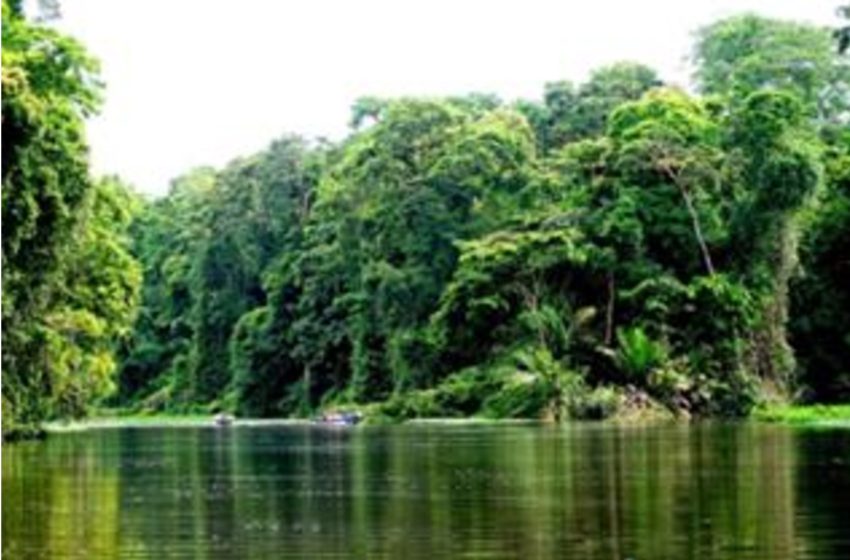  Secas quentes podem originar clima hipertropical na Amazónia