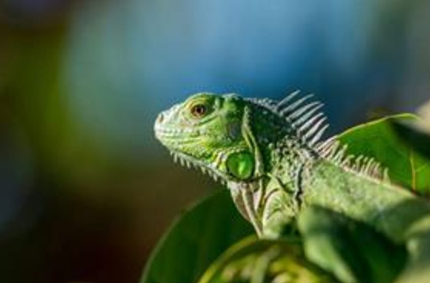  Répteis congelados caem do “céu” na Florida