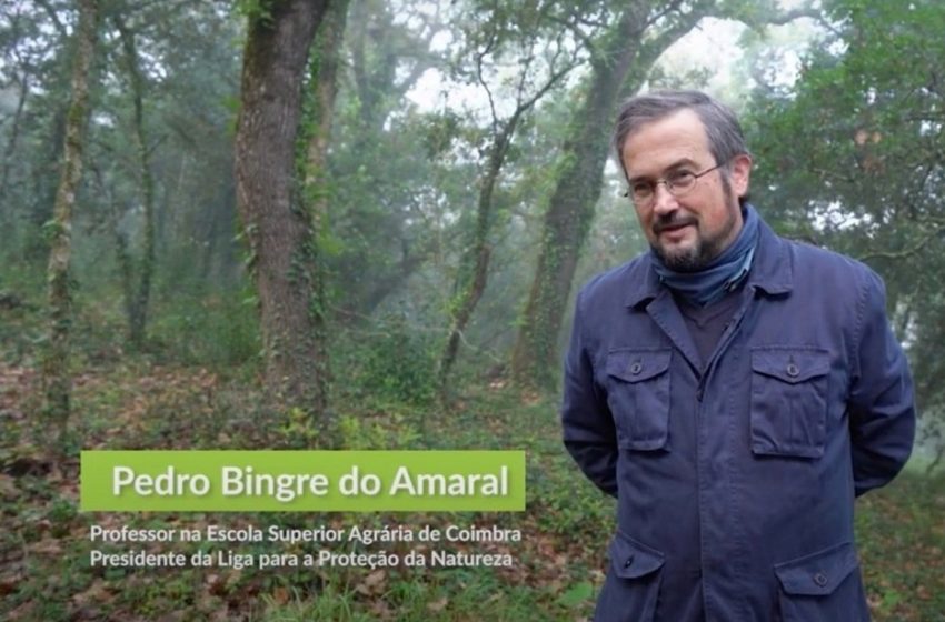  Pedro Bingre do Amaral defende reforma profunda da propriedade rústica