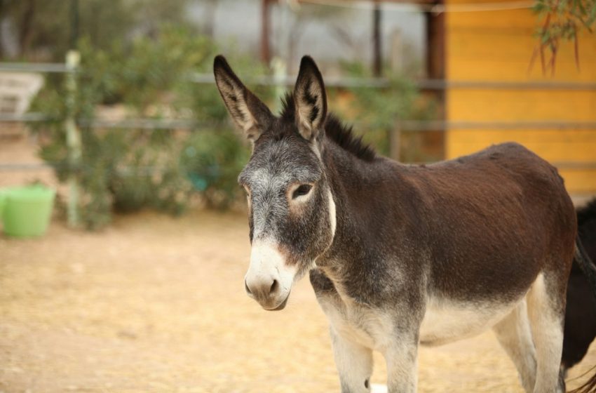  O burro sou eu?