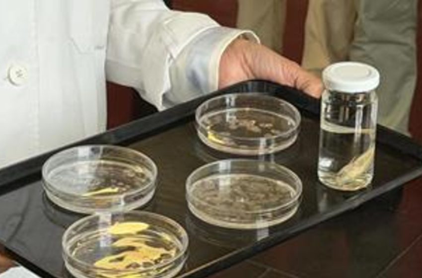  A ciência está a olhar de outra forma para as escamas de peixe