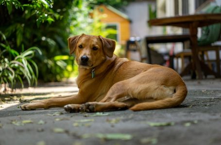 Brasil, meu Brasil brasileiro (1)