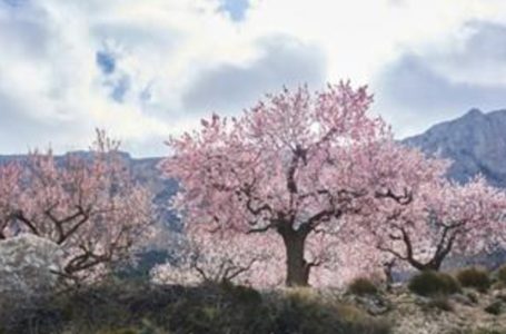 Renascer entre as flores e o olhar dos cruéis