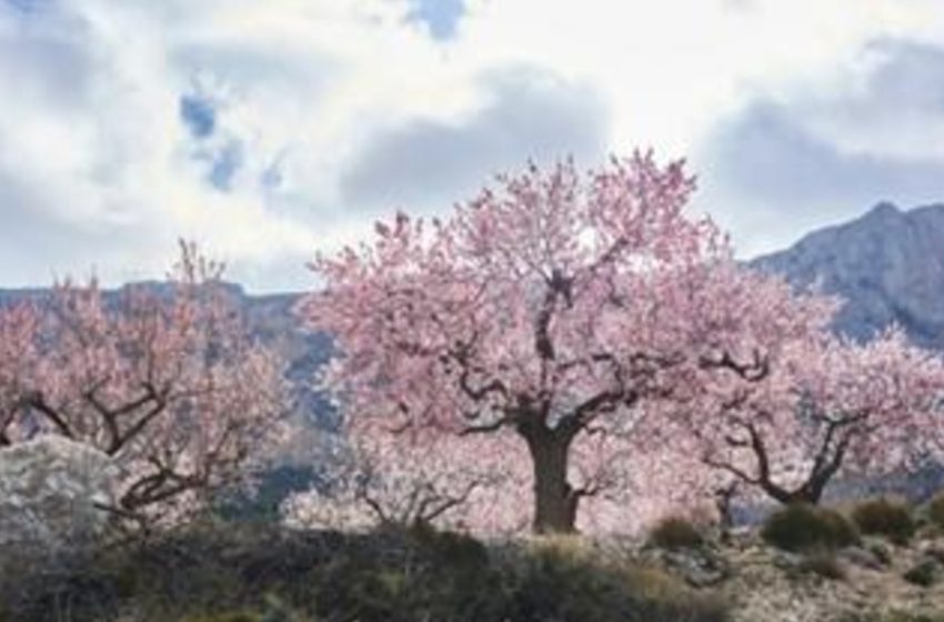  Renascer entre as flores e o olhar dos cruéis