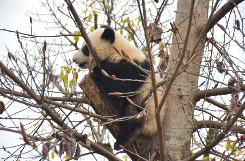  Crónica da China: oitavo dia