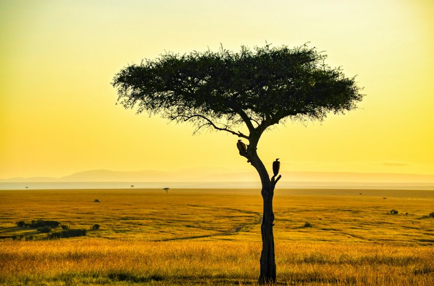  A síndrome da savana