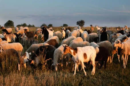 Valorizar a pastorícia e a sustentabilidade